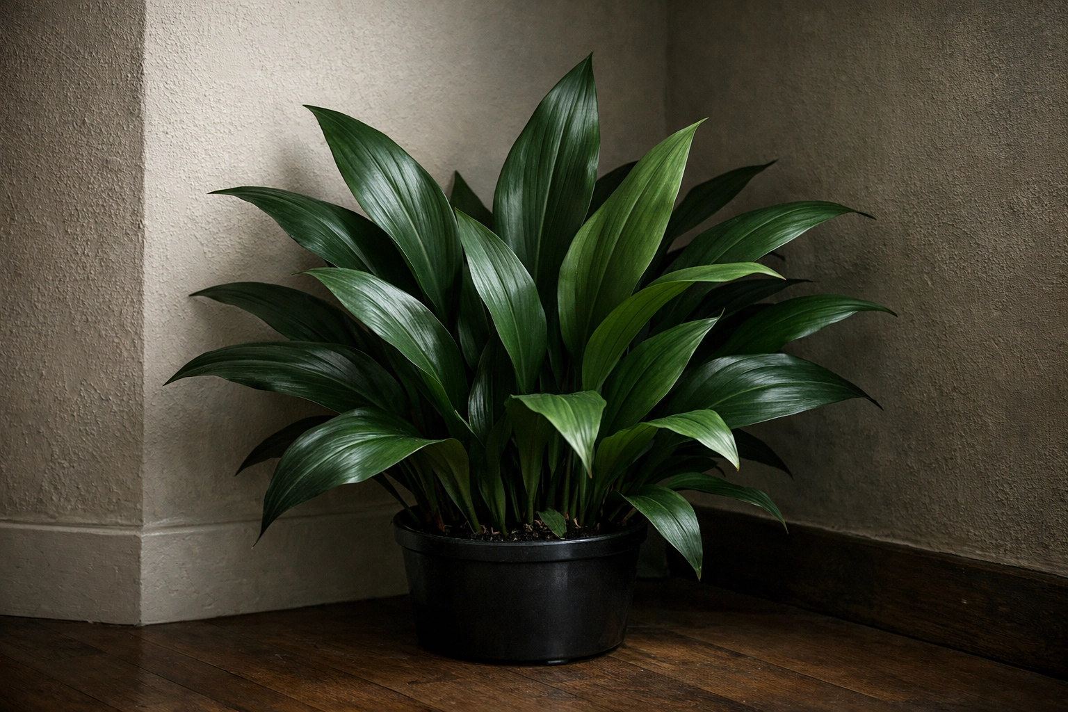 Cast Iron Plant Extremely Hardy