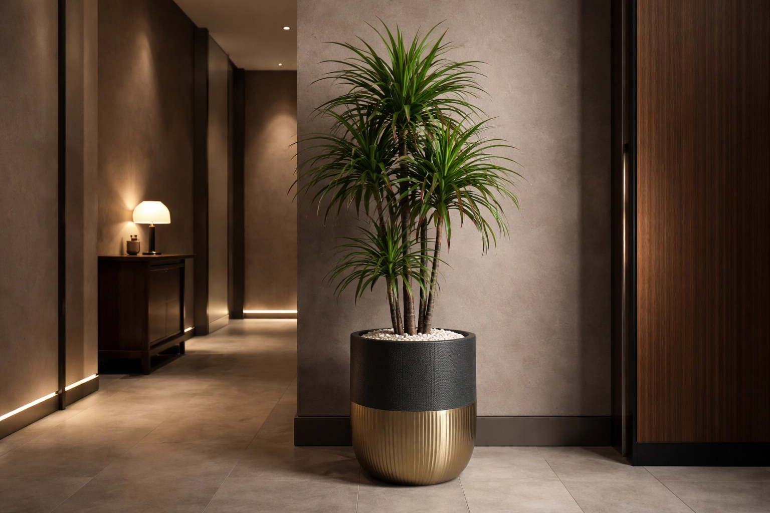 Dracaena A Bold Decorative Element