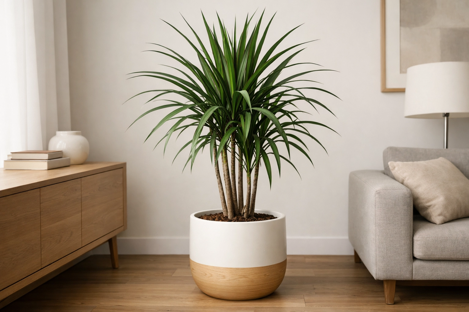 Dracaena Stylish and Simple