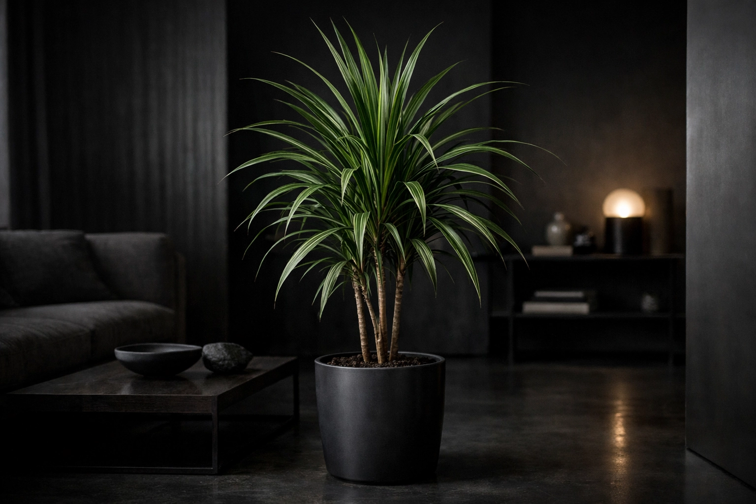 Dracaena Stylish and Versatile