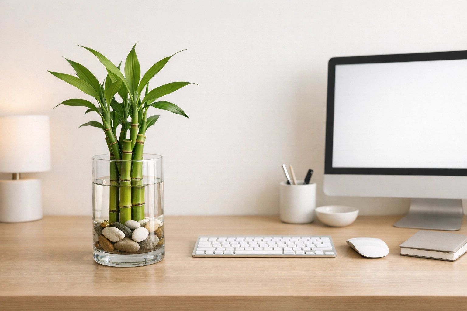 Lucky Bamboo A Minimalist Choice