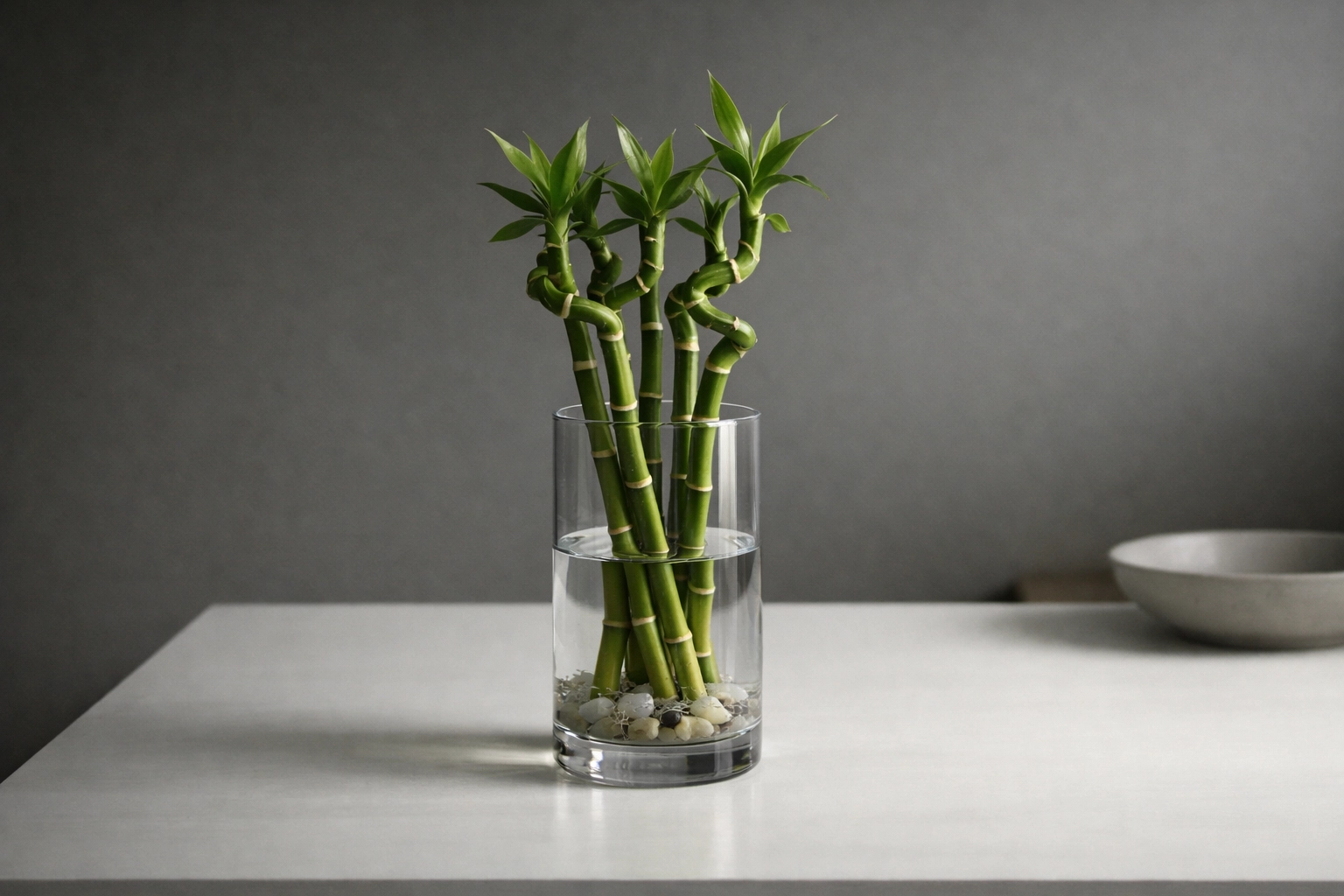 Lucky Bamboo Minimalist Look