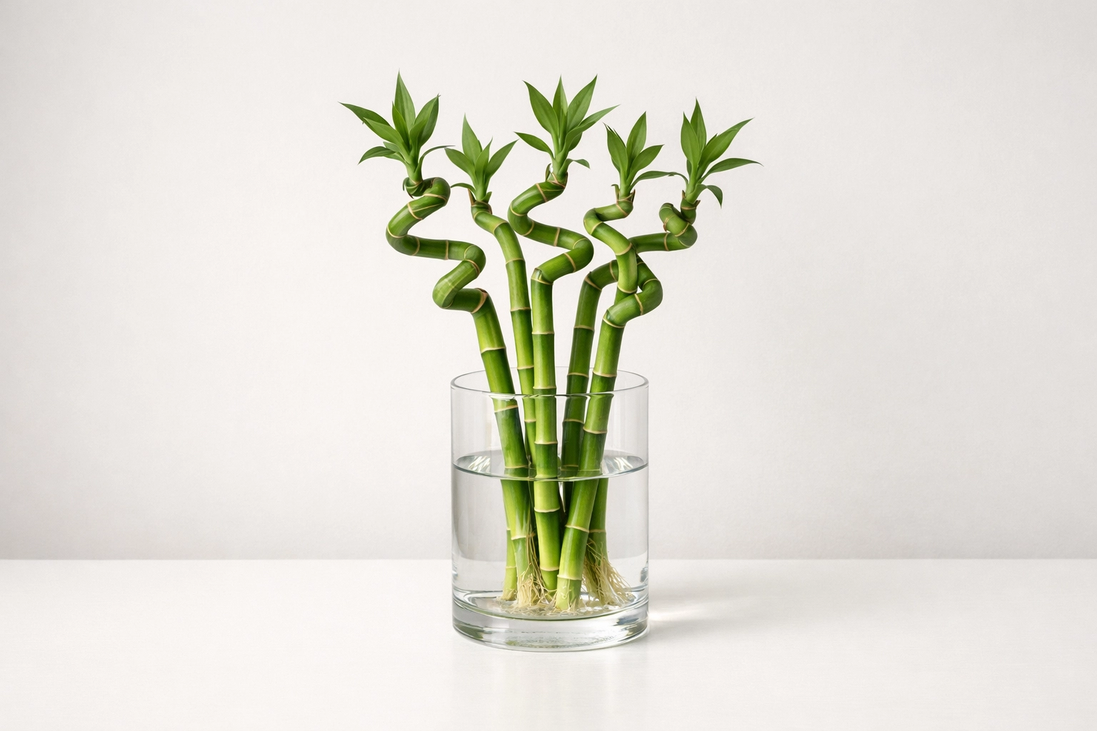 Lucky Bamboo Minimalist Style