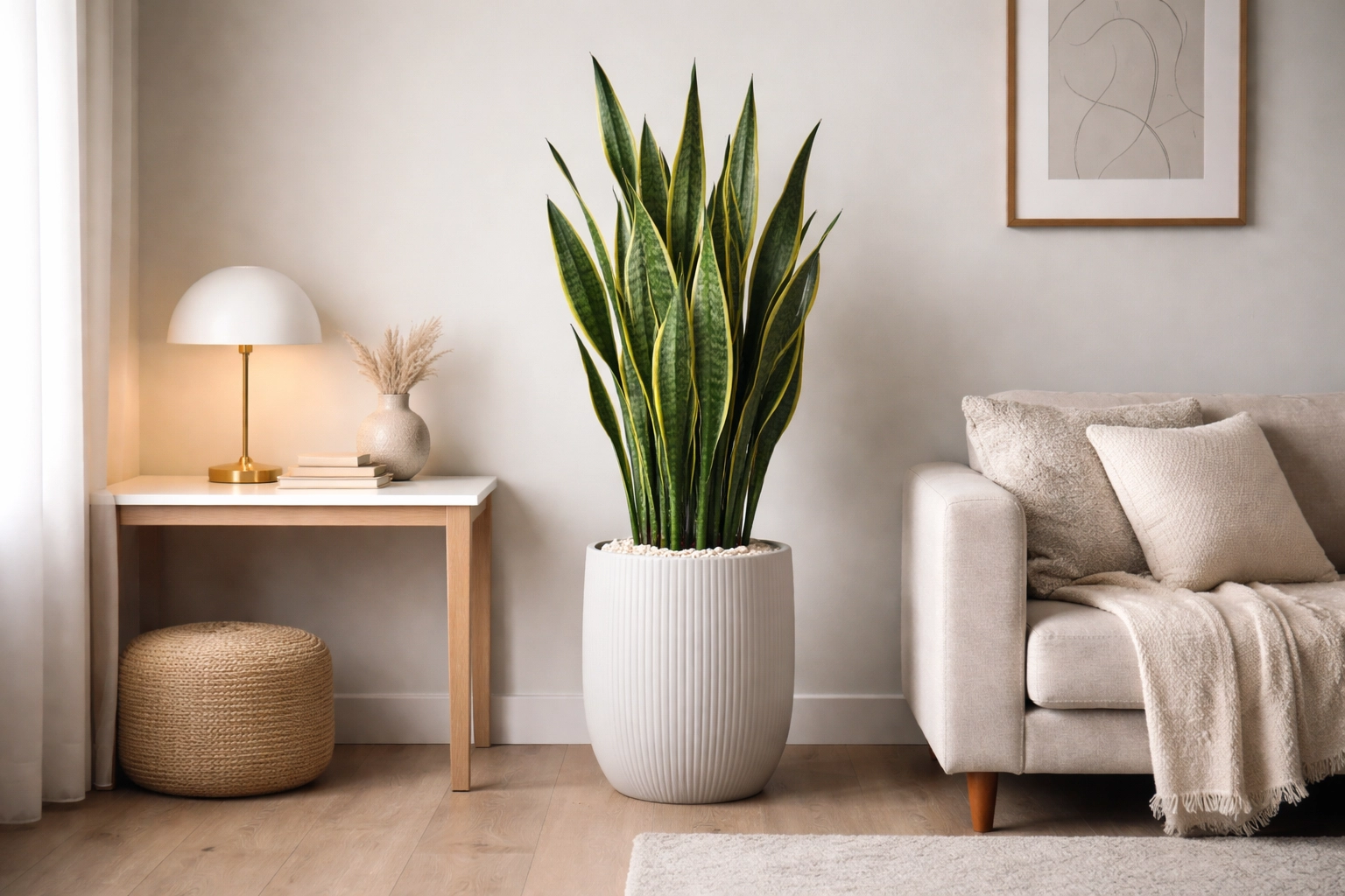 Snake Plant A Strong and Stylish Choice