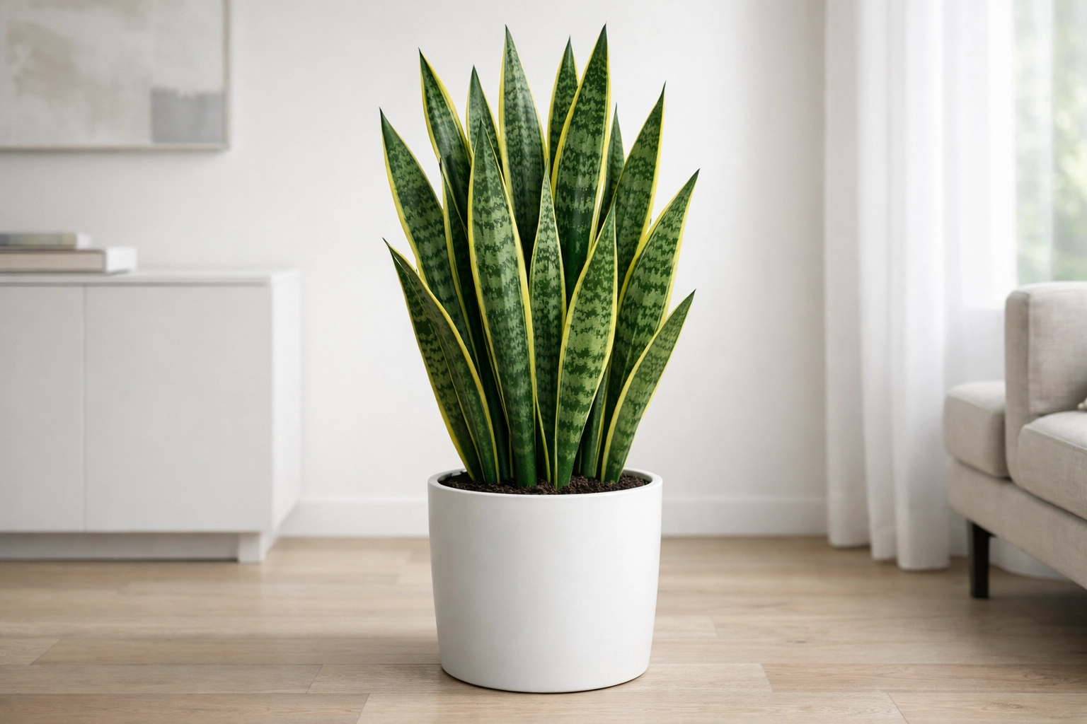Snake Plant Easy Care Choice
