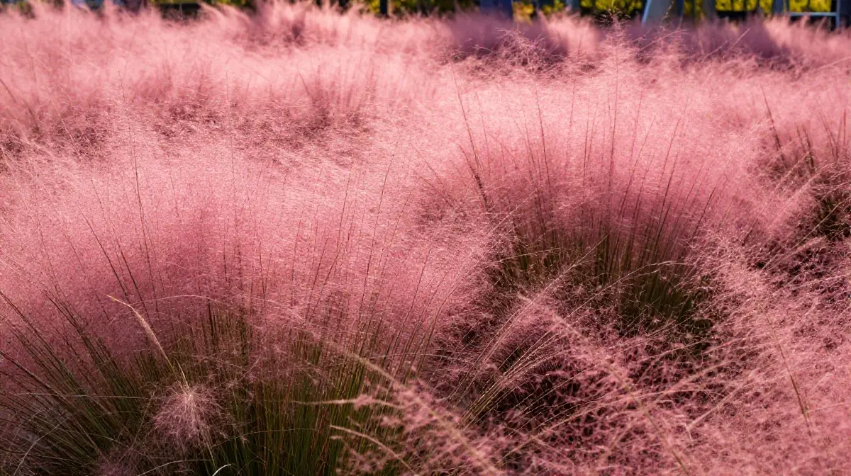 Choose Muhly Grass for Spectacular Autumn Color