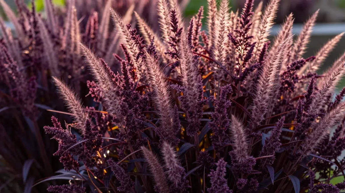Create Drama with Purple Fountain Grass