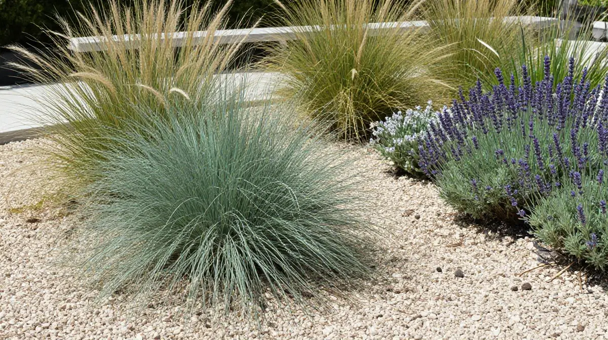 Design a Low-Water Garden with Drought-Tolerant Grasses