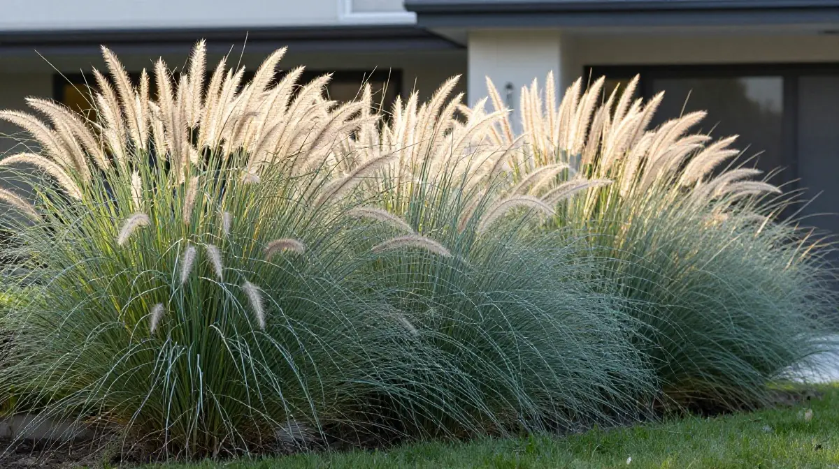 Ornamental Grass Plantings