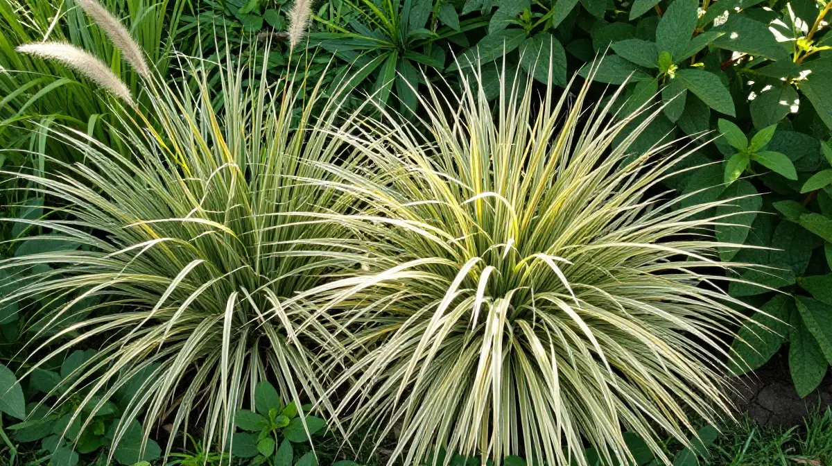 Use Variegated Grasses to Brighten Dull Borders