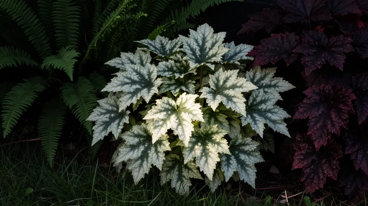 Use Variegated Heuchera to Reflect Light in Shady Spots