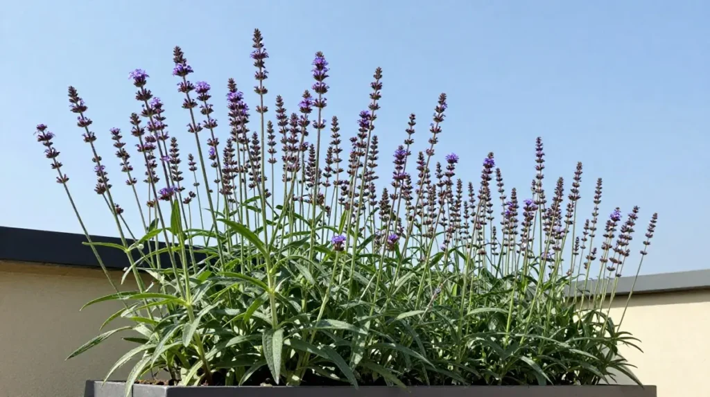 Verbena Bonariensis for Vertical Drama